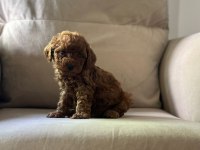 KIVIR KIVIR TOY POODLE DÜNYASI