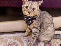 5 Aylık British Shorthair