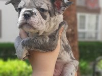 French bulldog