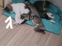 Yuva arıyorum kedimiz yavru için 2 aylik buçuk yaşinda