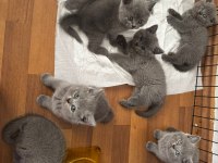 Mükemmel British Shorthair Yavrular Son Adetler