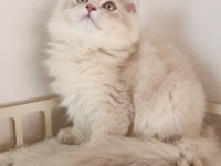 SHOW KALİTE, SAFKAN GOLDEN BRITISH LONGHAIR YAVRULAR HAZIR