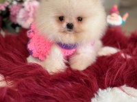 MİNİ BOY POMERANİAN KÜÇÜK PRENSES