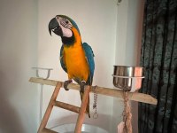 Belgeli kayıtlı A kalite macaw