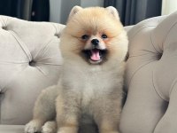 ERKEK 3 AYLIK POMERANİAN BOO