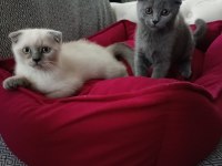 Yeni Yuvasını Arayan Eğitimli Son 2 Bebek