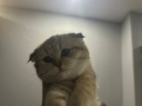 Scottish fold yavrumuz yeni yuvasını arıyor