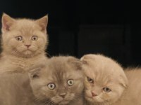 İki aylık dört scottish fold yavrumuz