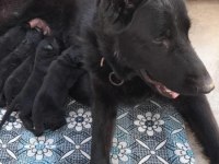 ALMAN KÖPEĞİ YAVRULARI