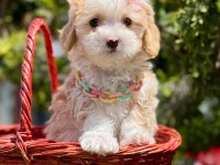 Minicik Büyümeyecek Maltipoo Bebekler