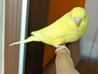 Yavru Muhabbet Kuşu Uysal