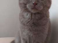 Scottish Fold Gri