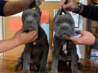 A şecereli blue cane corso Italiano