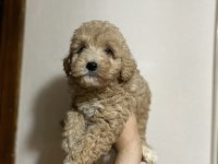A kalite kıvırcık maltipoo bebekler