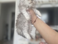 Güzeller güzeli bebekler scottish longhair