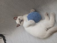 SAFKAN ERKEK BRİTİSH YAVRUM