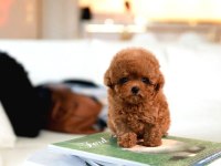 Ust Kalite Toy Poodle Bebeklerimiz