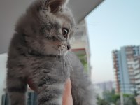 British longhair