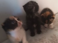 Yavru Kedilere Yeni Yuva Aranıyor