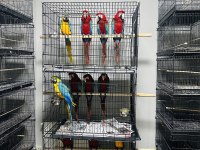 SARI LACİVERT MACAW ARA PAPAĞANLARI