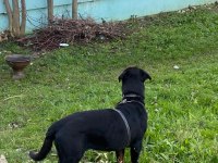 Safkan rottweiler