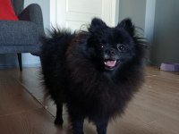 ÇOK UYGUNA ORJİNAL POMERANİAN