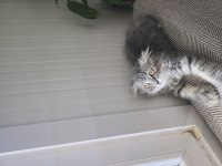 Sahiplendirilecek Scottish Fold