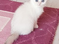 Champiyon atalardan scottish fold bebekler