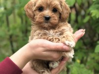 Şeker Maltipoo Yavrularımız