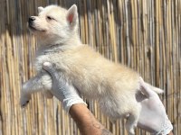 Mas mavi deniz gözlü husky yavrularım