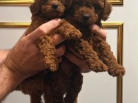 Kilo ve ırk garantili poodle bebeklerimiz