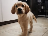 1. Kalite Safkan Golden Retriever Yavru