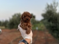 Sağlık ve ırk garantili toy poodle yavrularımız 