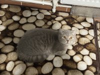 British shorthair kedi mi sahiplendirmek istiyorum