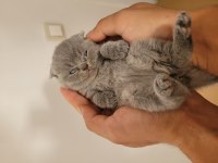 Müthiş Güzellikte Ev Ortamından Scottish Fold