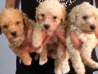 EN TATLİ MALTİPOO BEBEKLER