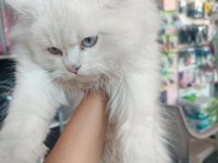 British longhair