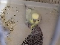 TAKASA AÇIK YUMURTALI HAZIR MUHABBET KUŞU TAKIMLAR