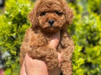 Safkan Toy Poodle Bebekler