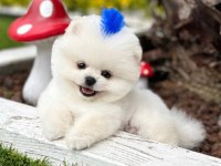 Safkan Irk Garantili Pomeranian Boo Yavru