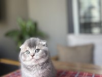 SCOTTISH FOLD AYI SURAT YAVRULARIM 