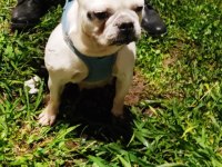 2 yaşında dişi french bulldog
