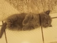 3 aylık british shorthair yavru kedimiz