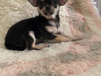 Chihuahua yavruları