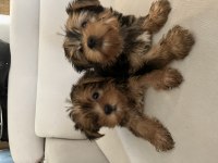 0 numara yorkshire terrier