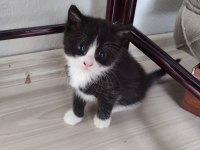 Ömürlük Yuvasını Arayan Kedilerimiz