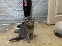 Yavru scottish fold 2 aylık
