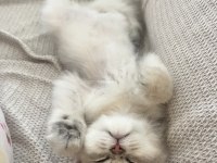 2 buçuk aylık british longhair erkek yavrum