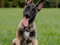 Belçika Malinois @ppuppypawbodrum