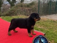 A Şecere Rottweiler TR Şampiyonu Yavrular 4 Dişi Ve 1 Erkek
